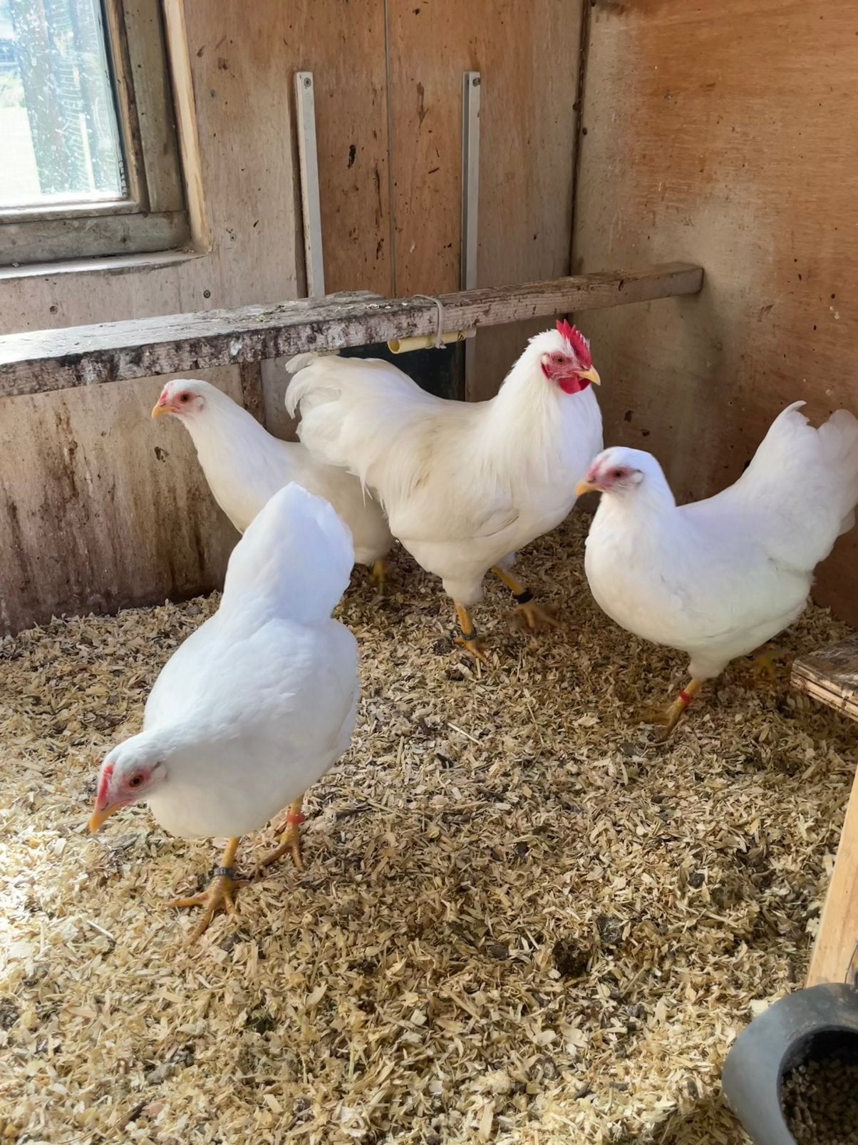 Toom witte barnevelders kriel, Dieren en Toebehoren, Meerdere dieren, Kip