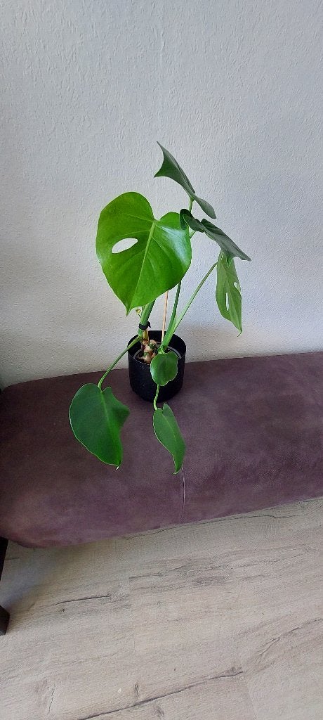 Monstera deliciosa | 2 groeipunten uit één stam, Ophalen, Overige soorten, Halfschaduw, In pot