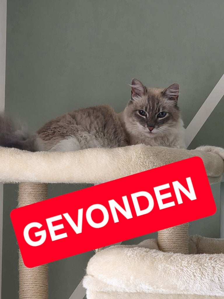 Kat GEVONDEN, Kat