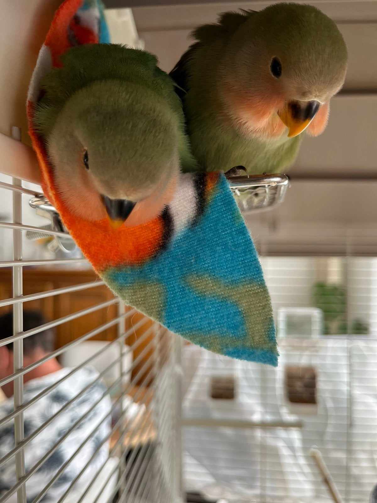 Te koop vrouwelijke dwergpapegaaien, Dieren en Toebehoren, Vrouwelijk, Parkiet, Tam