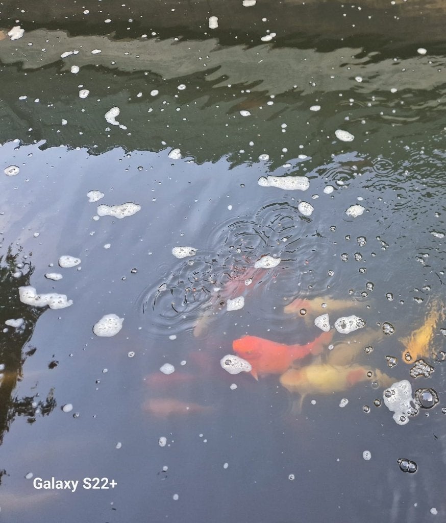 Koi karpers, Karper of Koi