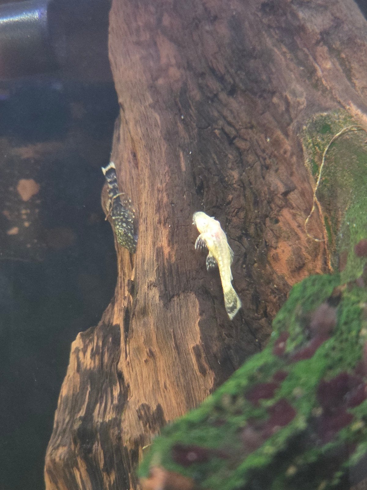 bristlenose pleco's, Vis