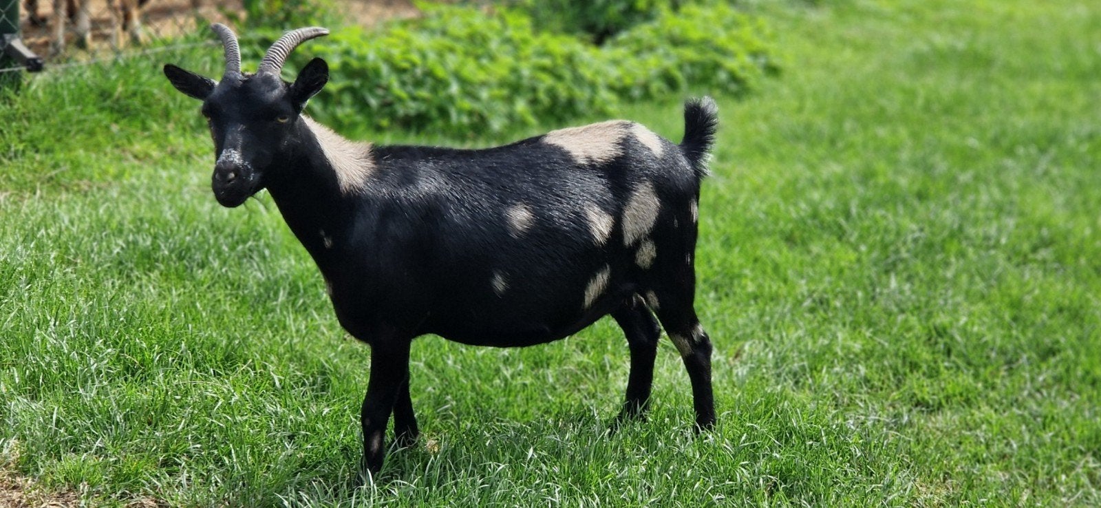 Maanvlek geitje, Dieren en Toebehoren, Schapen, Geiten en Varkens, Vrouwelijk, Geit, 0 tot 2 jaar