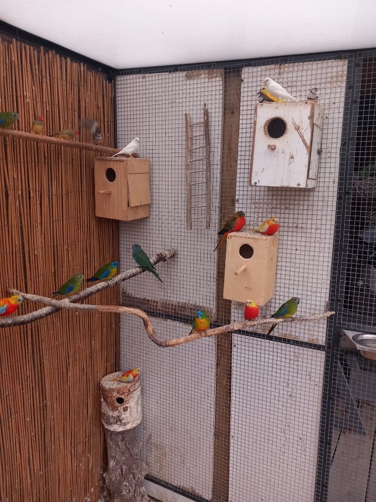 kanarie, Dieren en Toebehoren, Mannelijk, Kleurkanarie