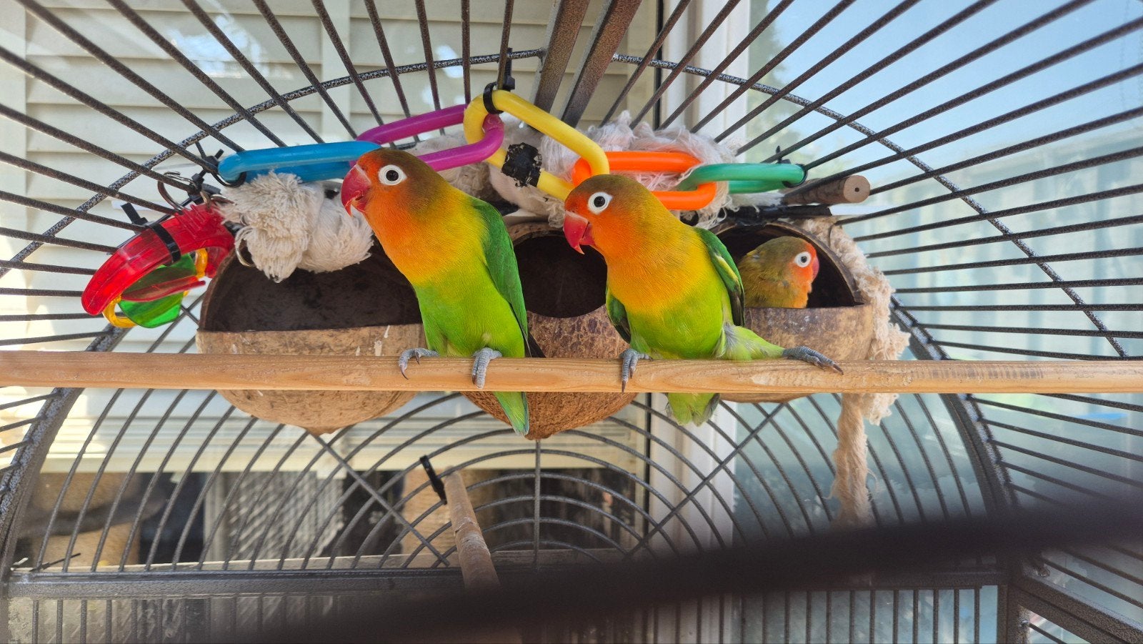 3 rustige agapornissen, Dieren en Toebehoren, Meerdere dieren, Dwergpapegaai of Agapornis