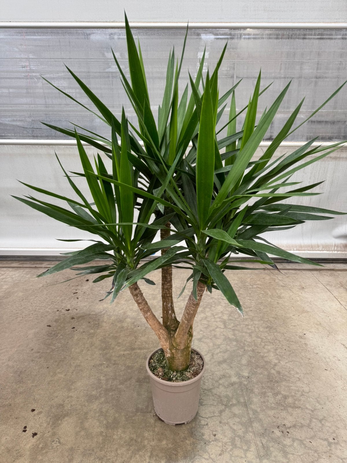 Yucca vantakte p 24 cm h 150 cm, Ophalen, Halfschaduw, Minder dan 100 cm