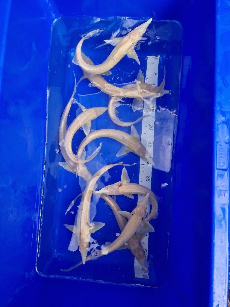 Albino steur 35-40cm, Dieren en Toebehoren, Vissen | Vijvervissen, Steur