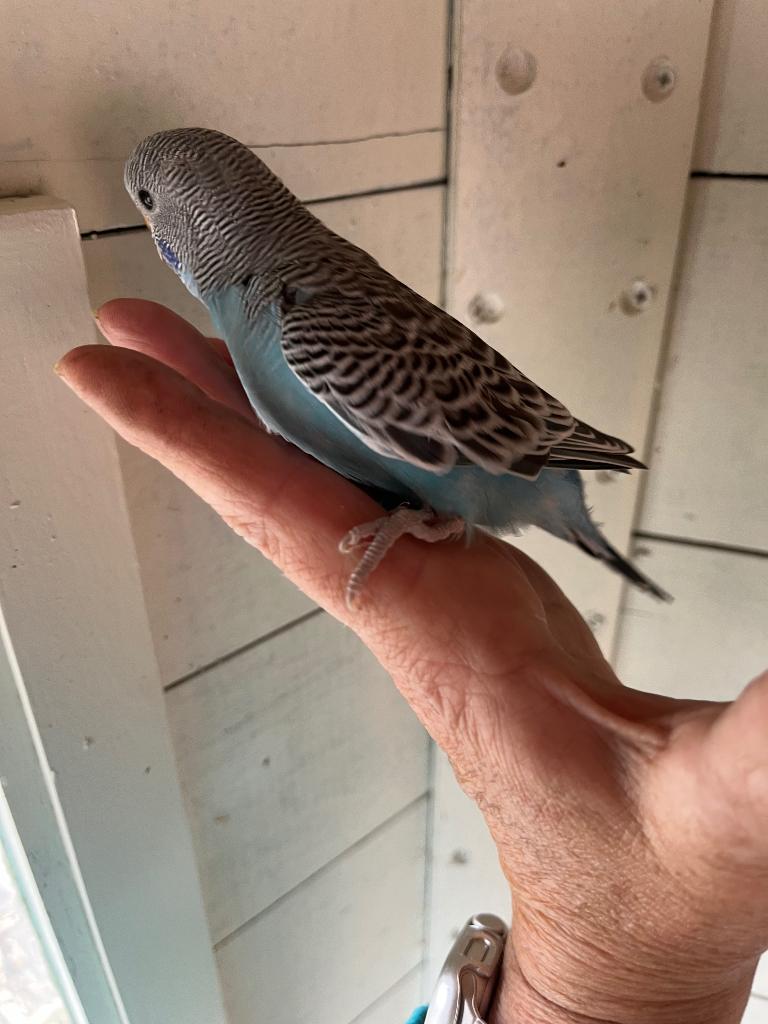 Jonge grasparkieten, Dieren en Toebehoren, Vogels | Parkieten en Papegaaien, Meerdere dieren, Parkiet, Tam