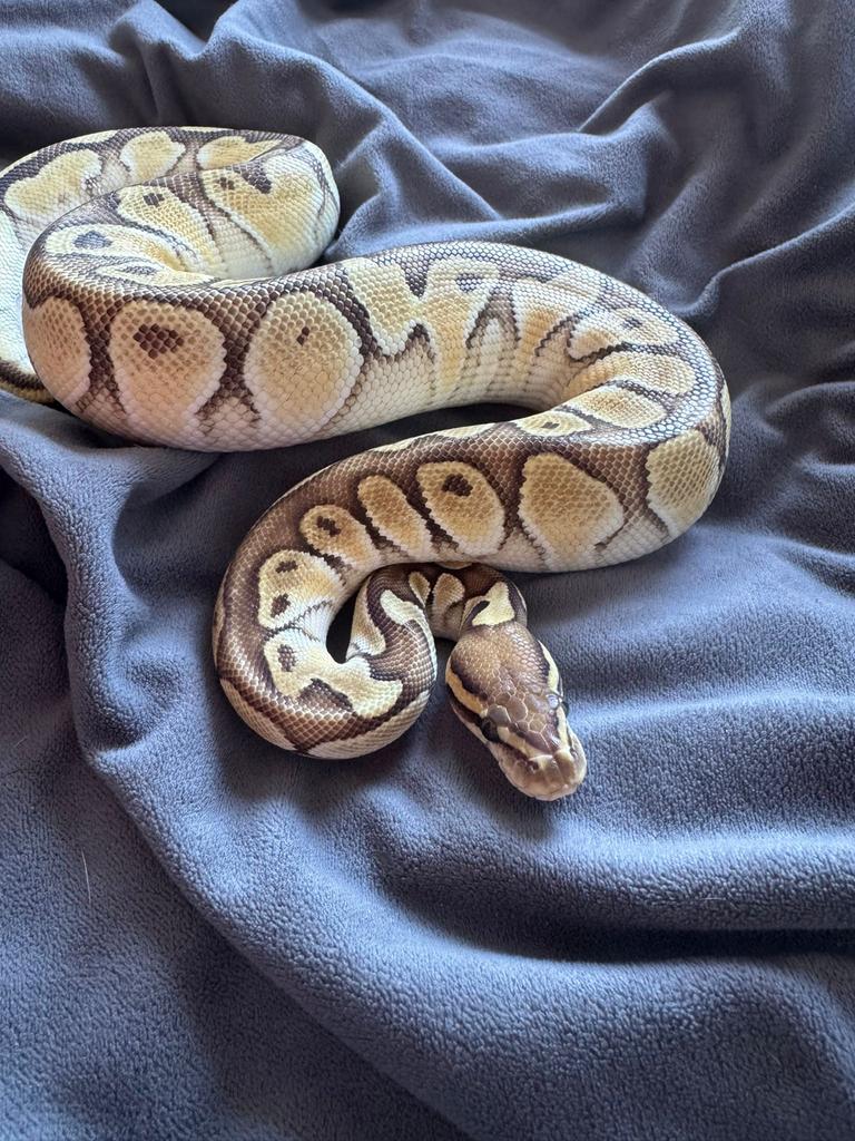 Koningspython (ballpython) Ball Python - unknown for sale from Glenn