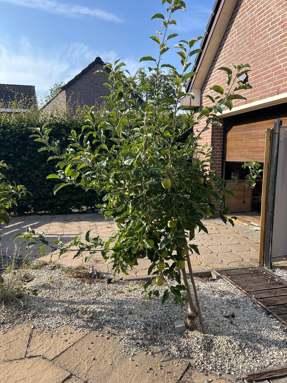 Appelboom met rijpe appels, Ophalen, Lente, Volle zon, Appelboom