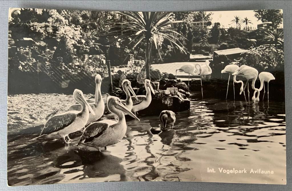 Pelikanen en Flamingo's , Int. Vogelpark Avifauna, Verzenden, 1940 tot 1960, Gelopen, Zuid-Holland