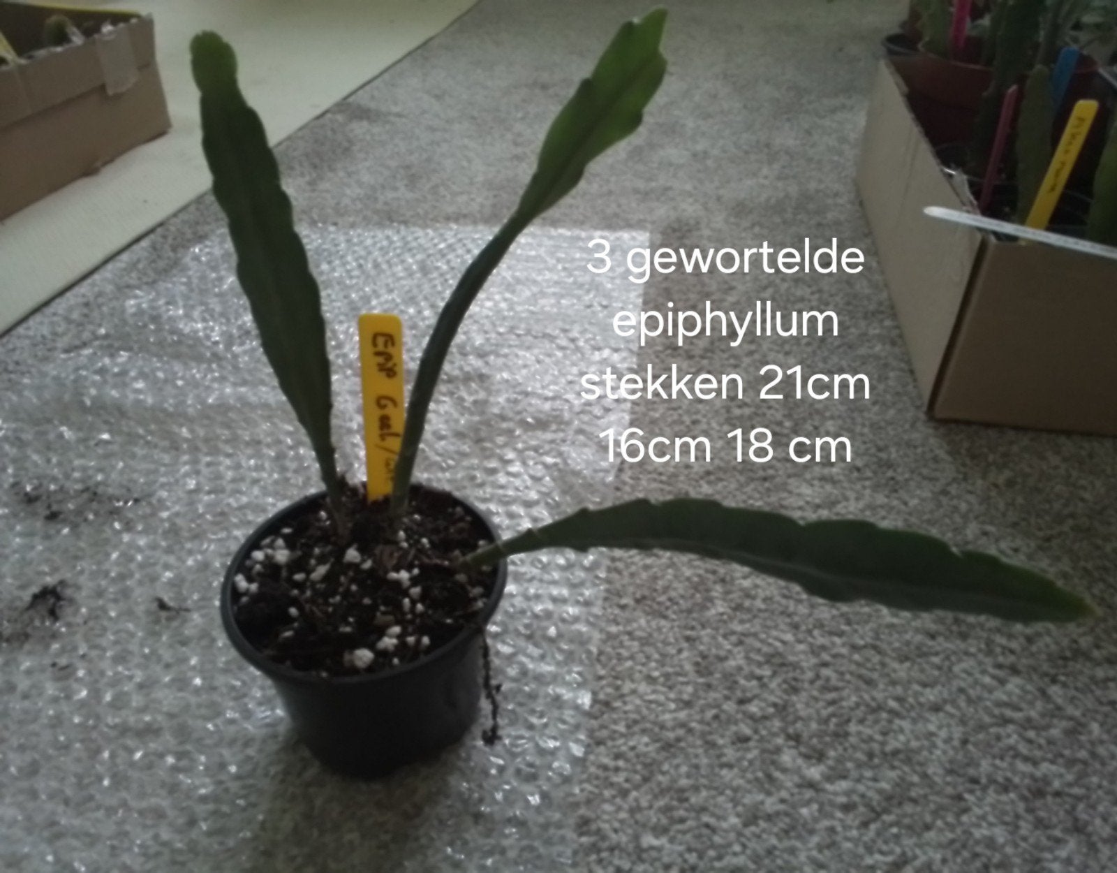 3 gewortelde Epiphyllum stekken in pot, Minder dan 100 cm, Halfschaduw, Ophalen of Verzenden, In pot