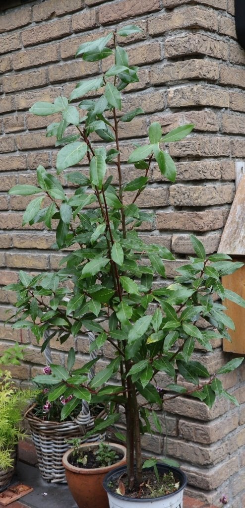 Echte Laurier.  ( Laurus nobilis), Ophalen, Vaste plant, Bloeit niet, Halfschaduw