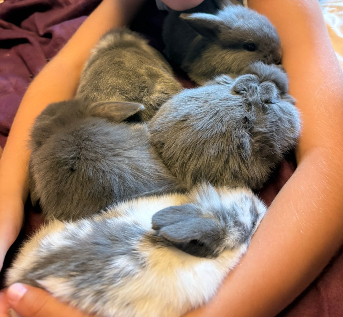 Baby konijntjes, Juni, Meerdere dieren, Overige typen, Tam