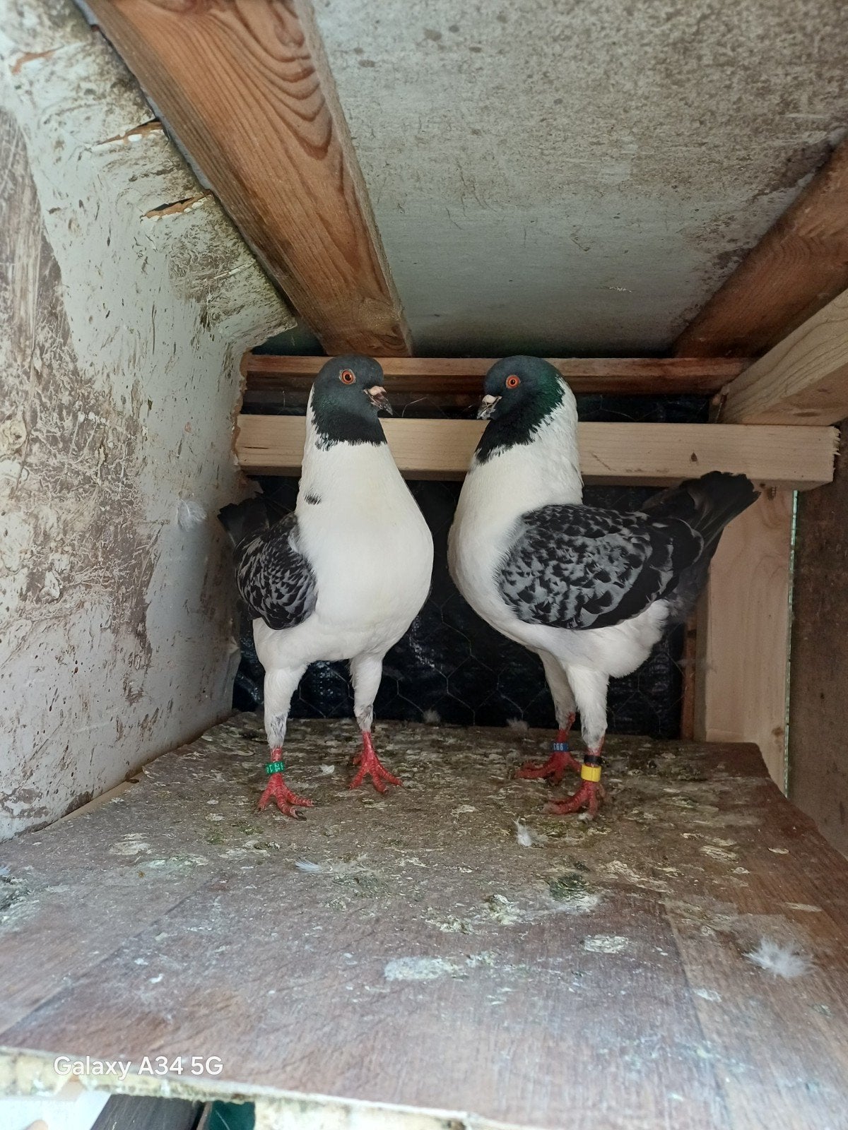 ليردام فلوريس, Dieren en Toebehoren