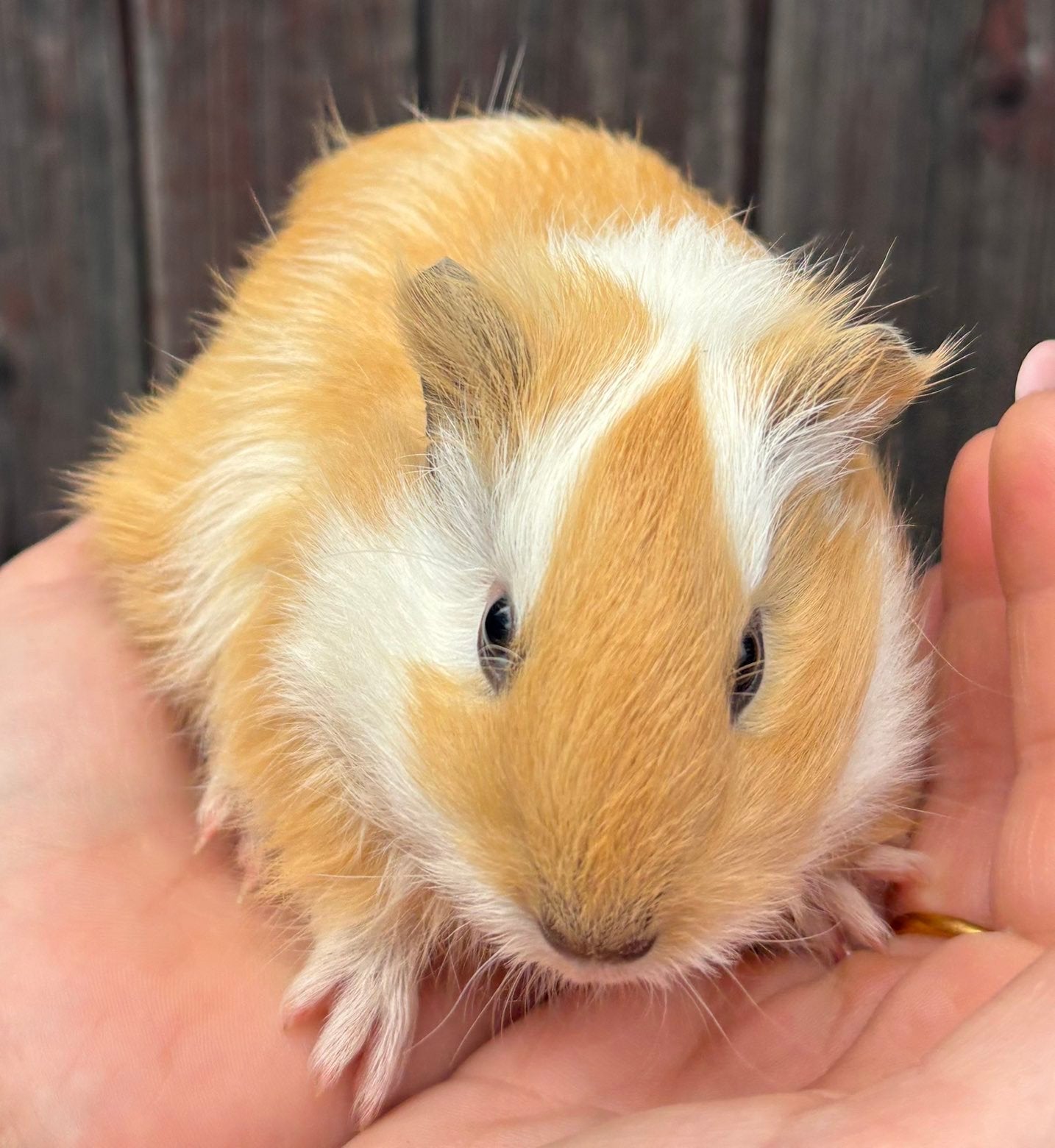 Cavia zeugjes, Dieren en Toebehoren, Knaagdieren, Cavia, Vrouwelijk, Mei, Tam
