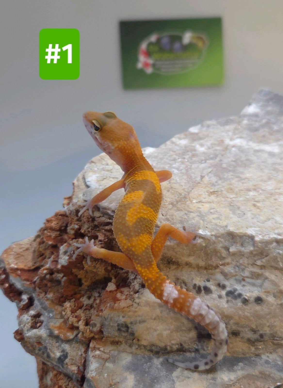 Luipaardgekko Leopard Gecko - unknown for sale from De Waterlelie BV