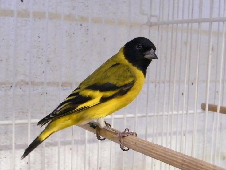 Gezocht zwartkopsijs man (Maggelaan sijs)