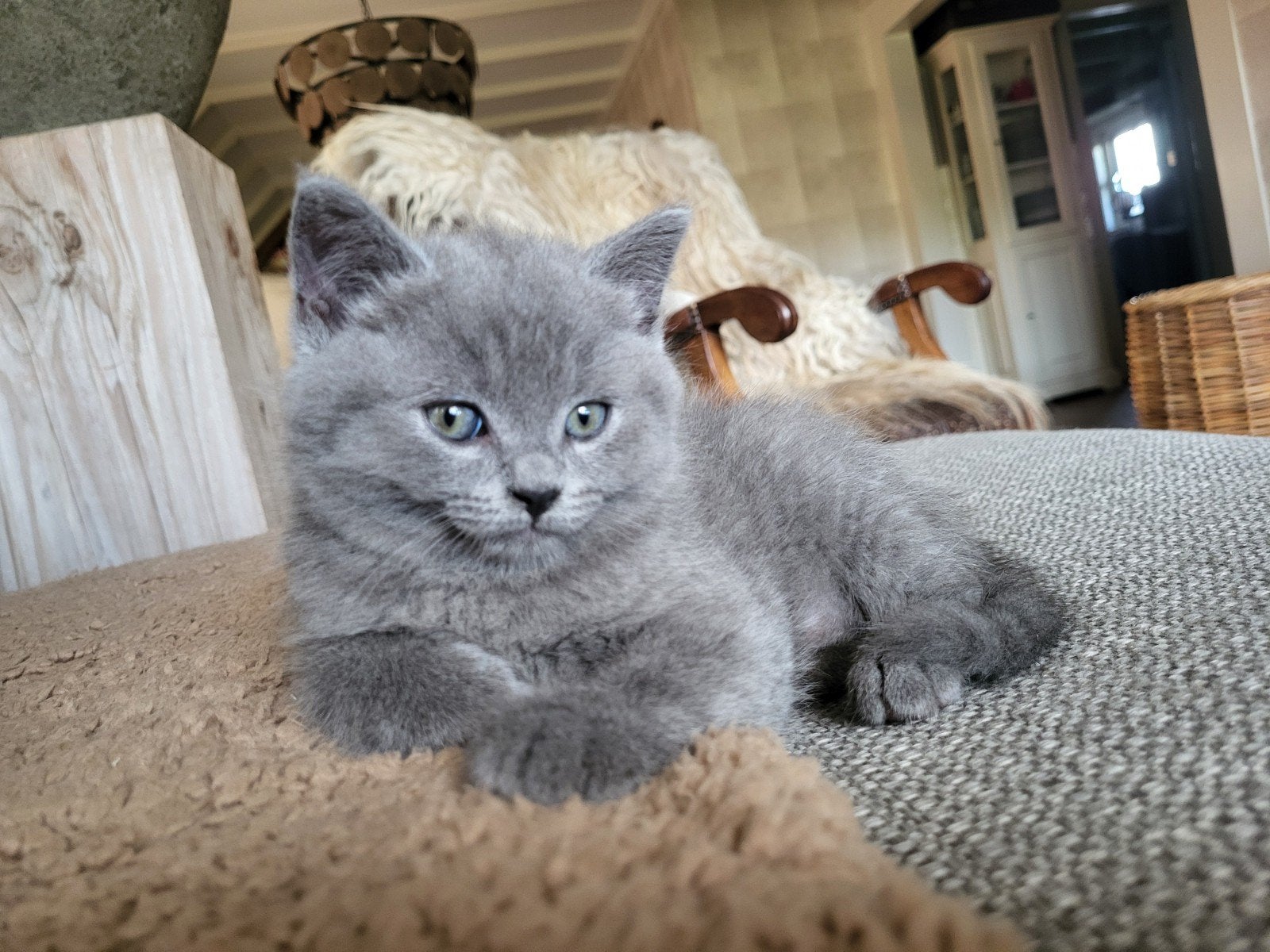 Halflangharige britse langhaar kittens blauwgrijs, Meerdere dieren
