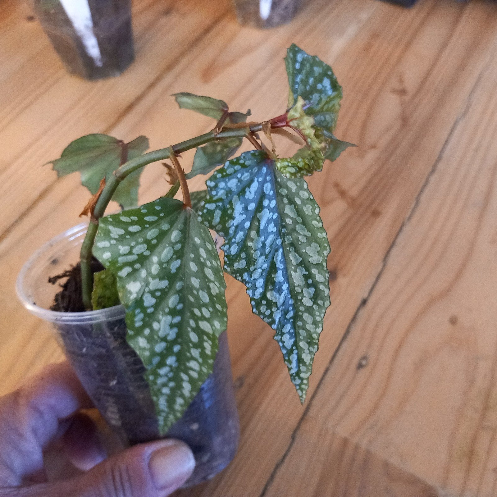begonia medora stek nr 5, Ophalen of Verzenden, Halfschaduw, Minder dan 100 cm