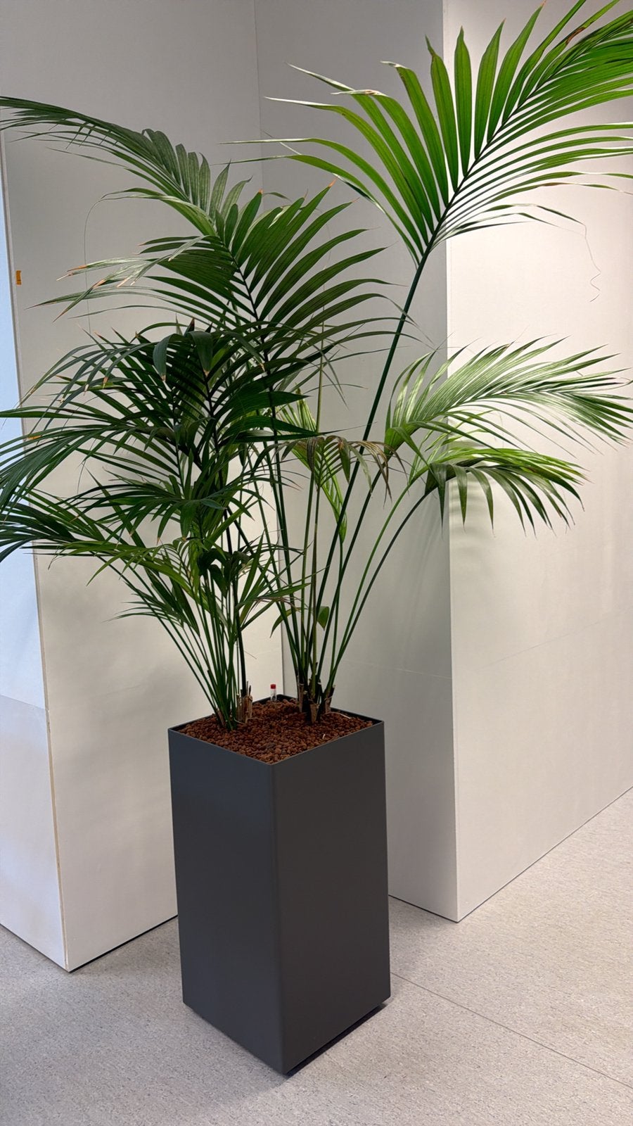Kentiapalm in design plantenbak, hydrocultuur (2 stuks), Ophalen, Halfschaduw, In pot, 150 tot 200 cm