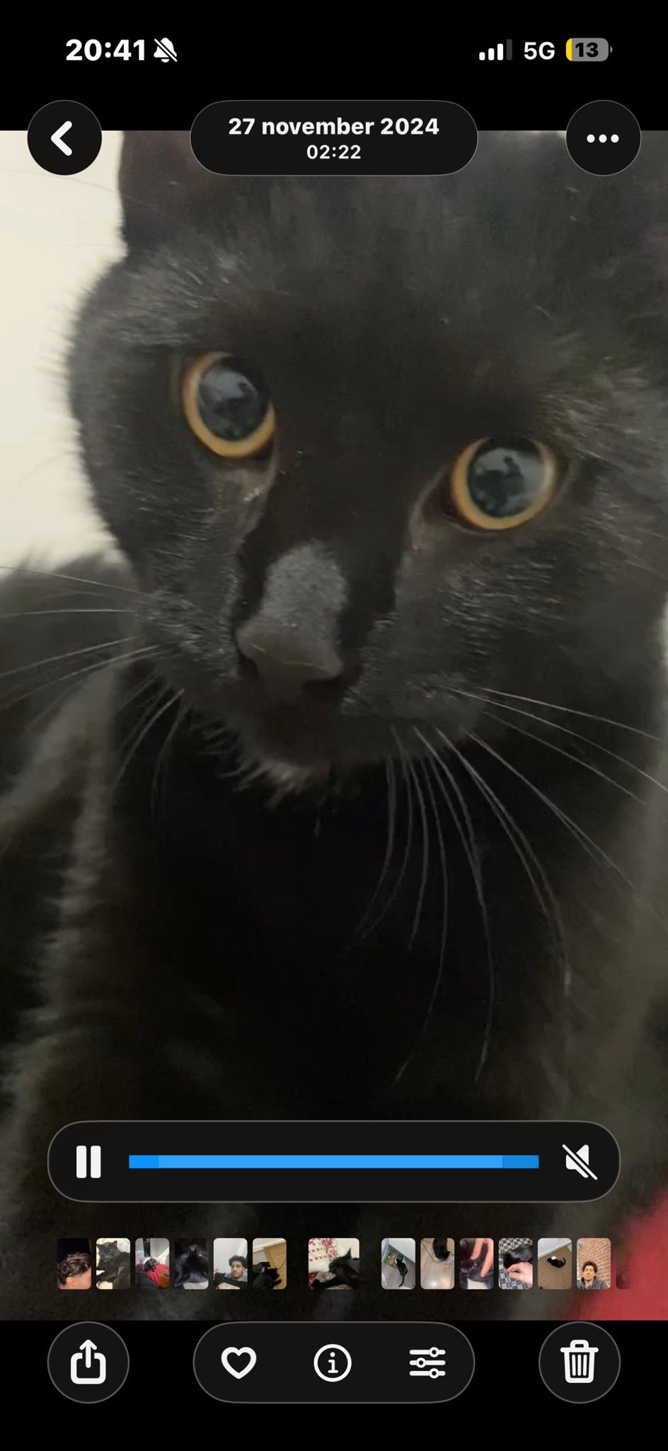 Lieve kater zoek nieuw thuis, Kater