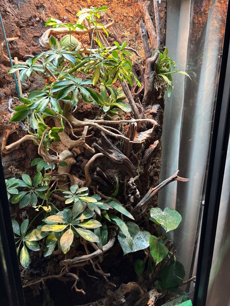 Terrarium met Jemen kameleon Chameleon photo 4