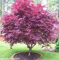 Acer palm. Bloodgood (rode, japanse esdoorn) div. maten, Tuin en Terras, Planten | Tuinplanten, Ophalen, Bloeit niet, Overige soorten