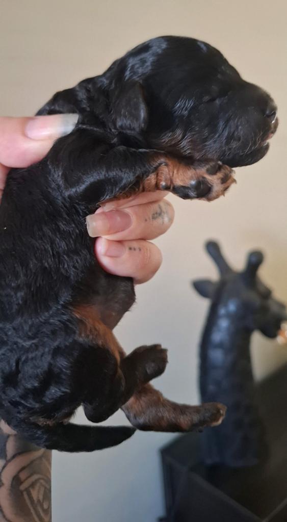 🩷💙 WIJ ZIJN GEBOREN! Toy / dwerg poedel pups STAMBOOM 🩷💙, Dieren en Toebehoren, Poedel, Parvo, 8 tot 15 weken, Meerdere