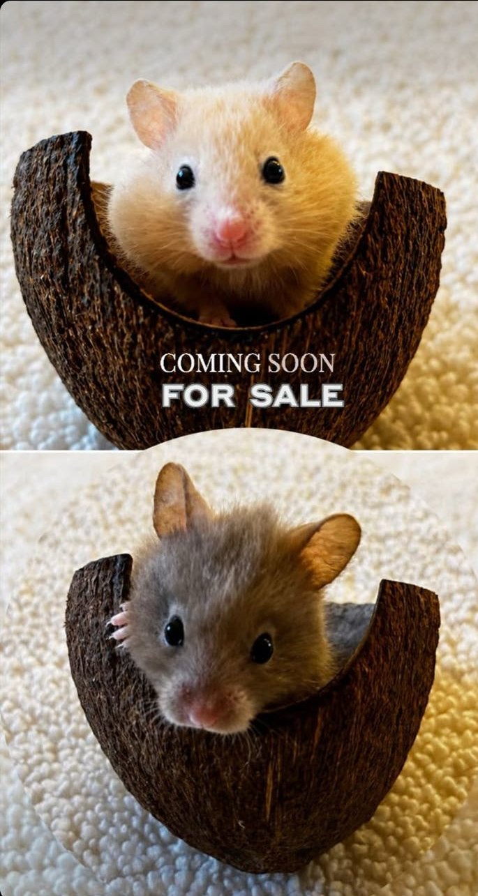 Binnenkort te koop lieve goudhamsters, Dieren en Toebehoren, Hamster, Augustus, Meerdere dieren, Tam