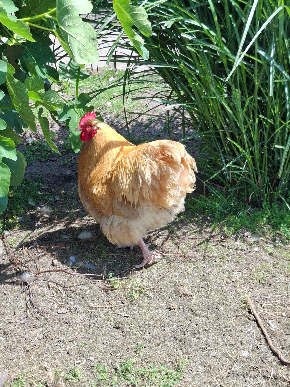 Orpington Buff hanen, Dieren en Toebehoren, Pluimvee, Mannelijk, Kip