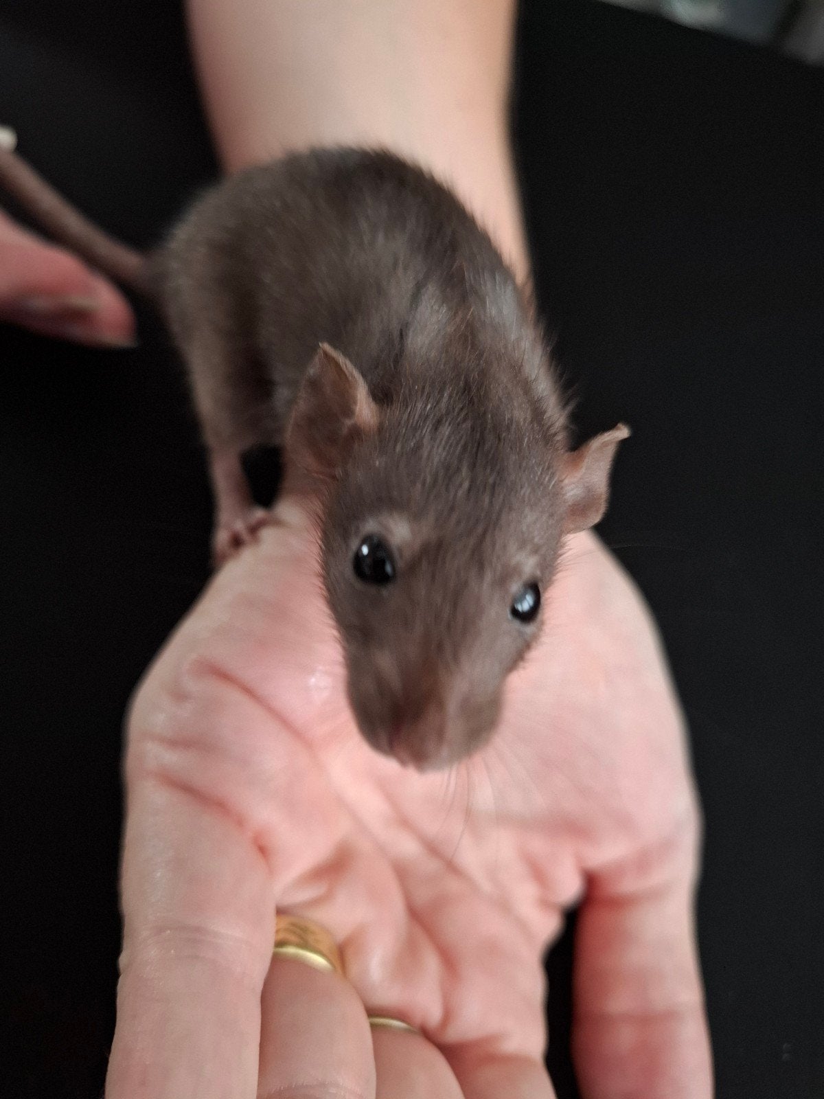 Jonge dwergratjes, Dieren en Toebehoren, Knaagdieren, Rat, Vrouwelijk, Mei, Tam