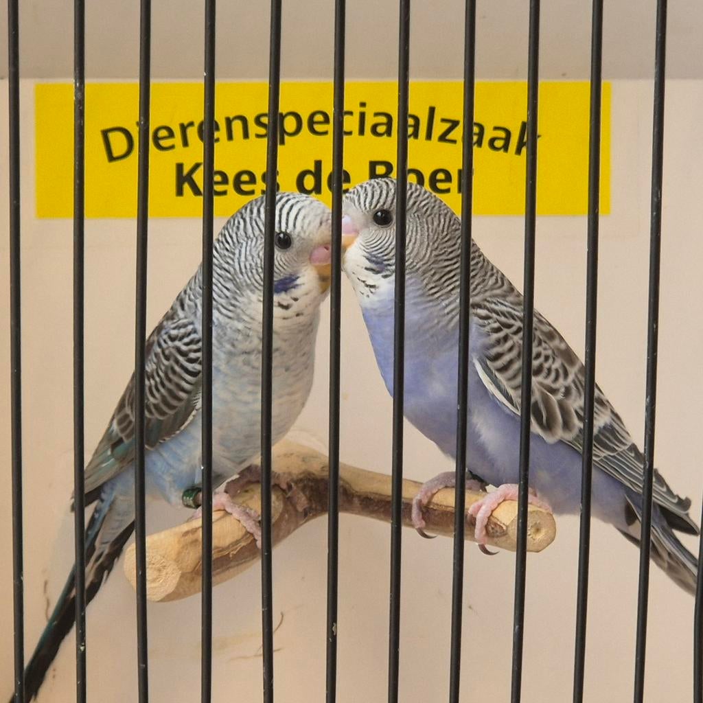 Jonge grasparkietjes leuk om tam te maken, Meerdere dieren, Parkiet, Tam
