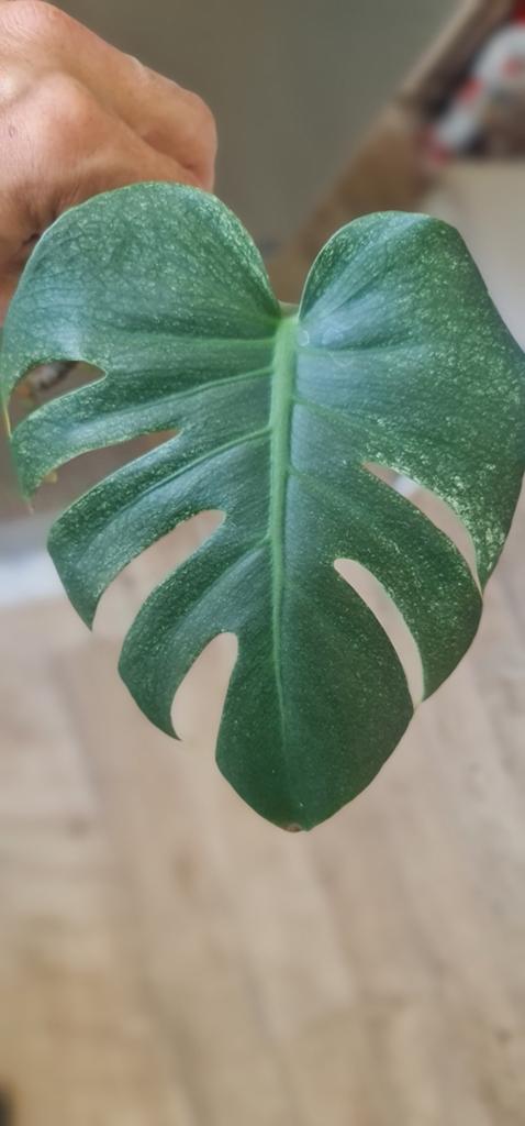Te koop monstera mint, Ophalen of Verzenden, Halfschaduw, Minder dan 100 cm