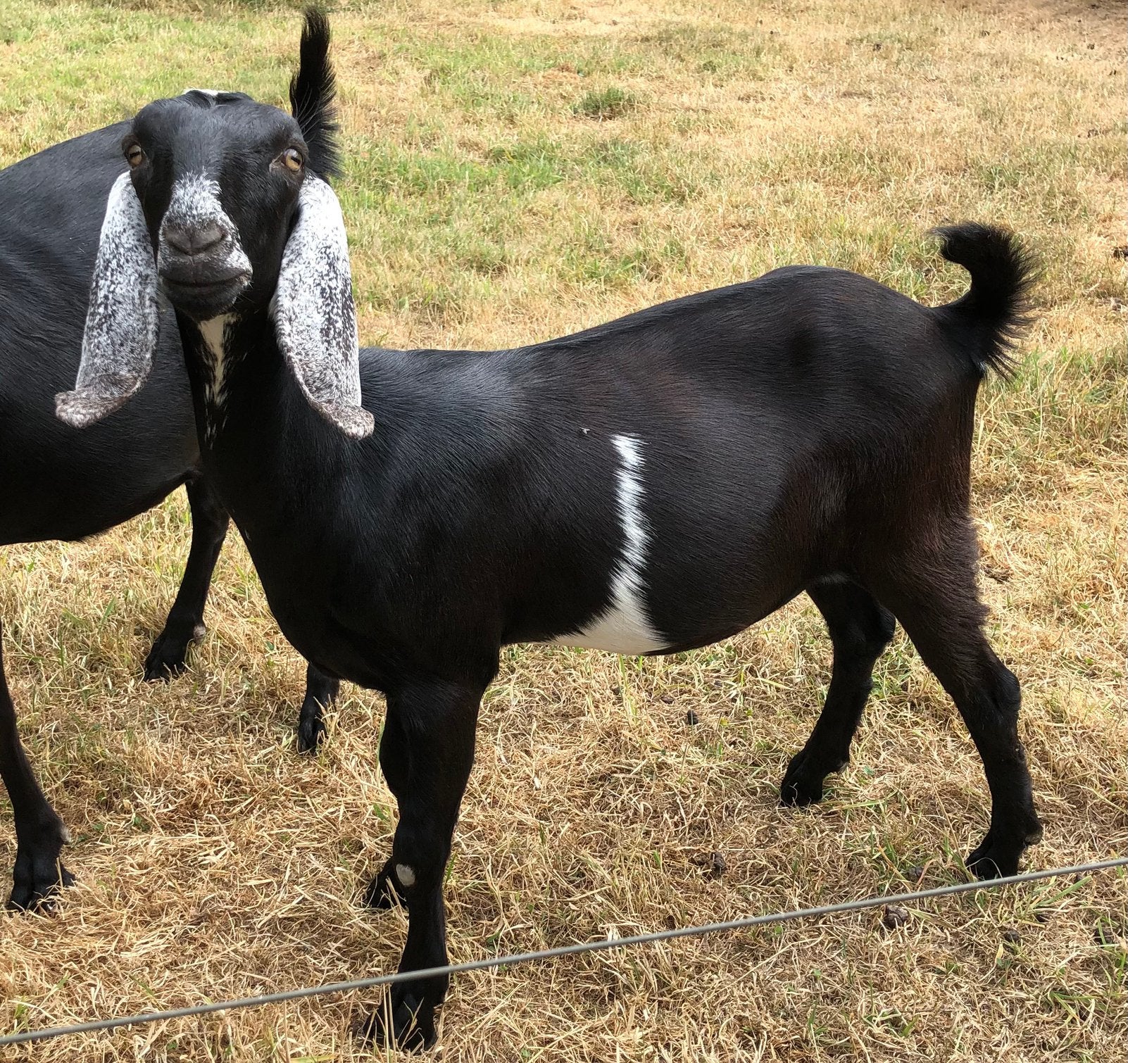 Nubische geit, Dieren en Toebehoren, Vrouwelijk, Geit, 0 tot 2 jaar
