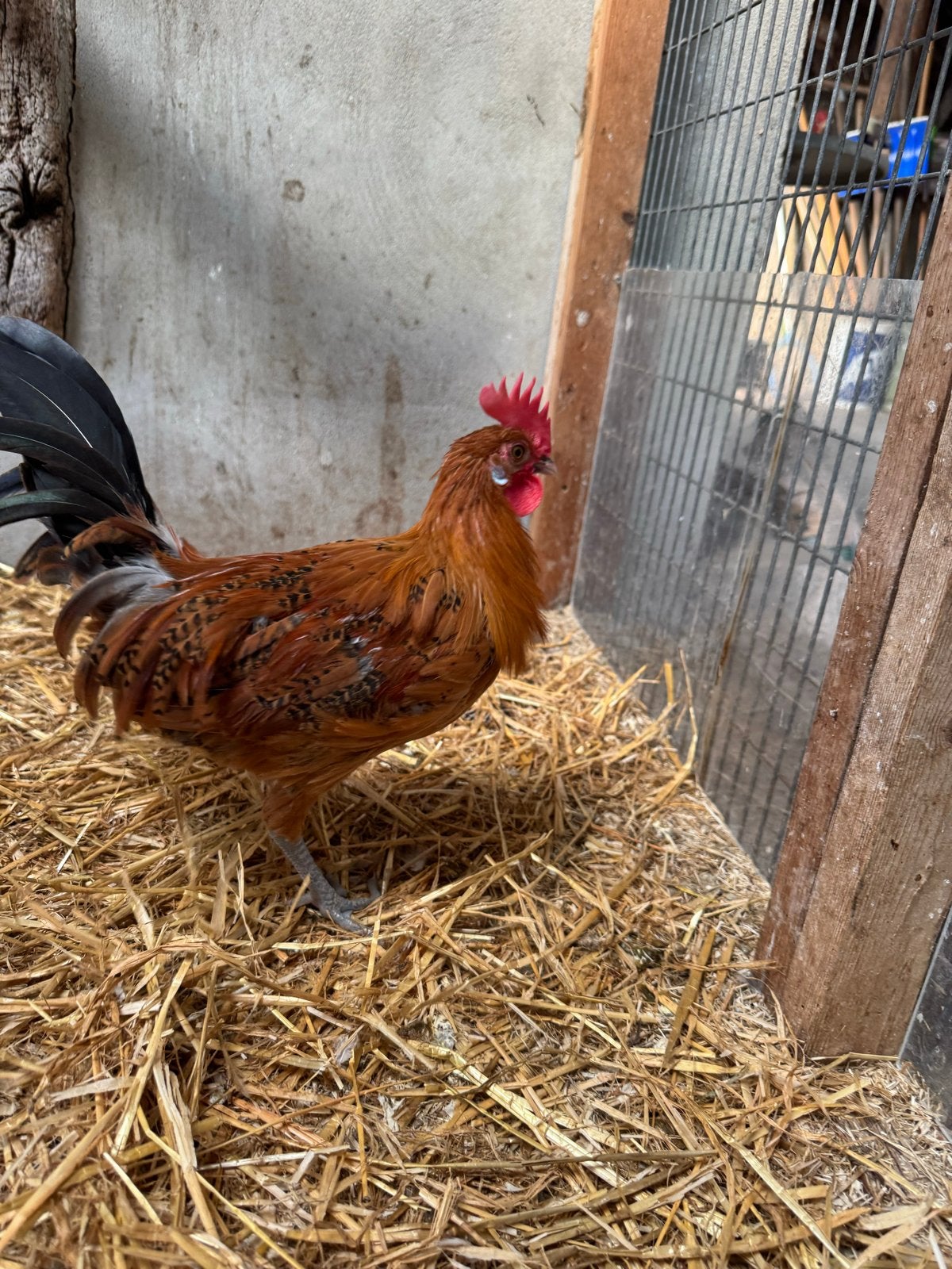 Friese hoender, jonge hanen (11-12 weken oud) gratis ophalen, Mannelijk, Kip