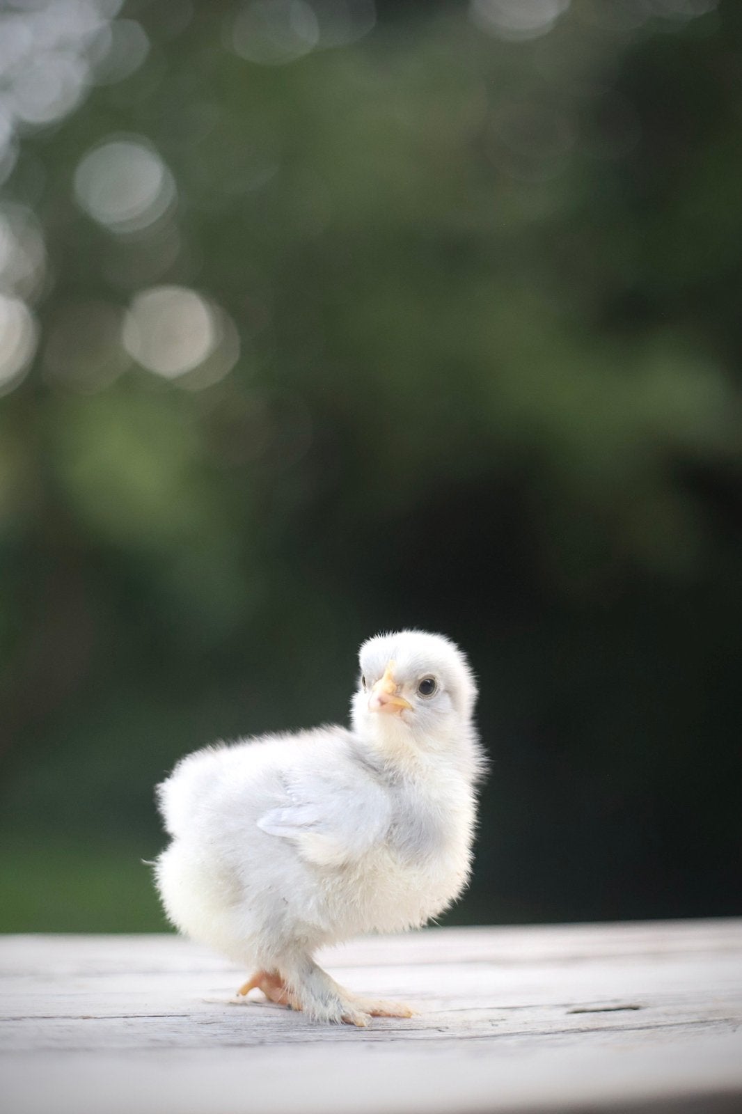 🐣 Cochin kriel kuikens - geslacht onbekend 🐣, Dieren en Toebehoren, Pluimvee, Geslacht onbekend, Kip