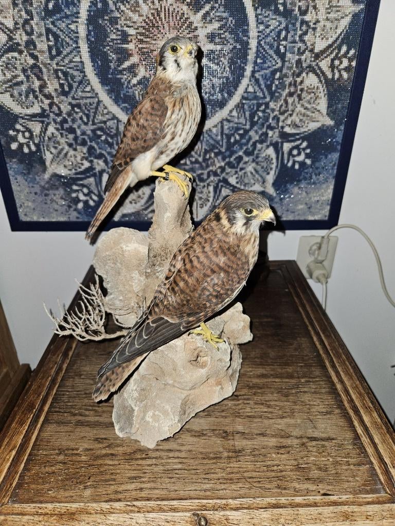 2 prachtige opgezette Amerikaanse torenvalk mannen ., Ophalen of Verzenden, Zo goed als nieuw, Vogel, Opgezet dier