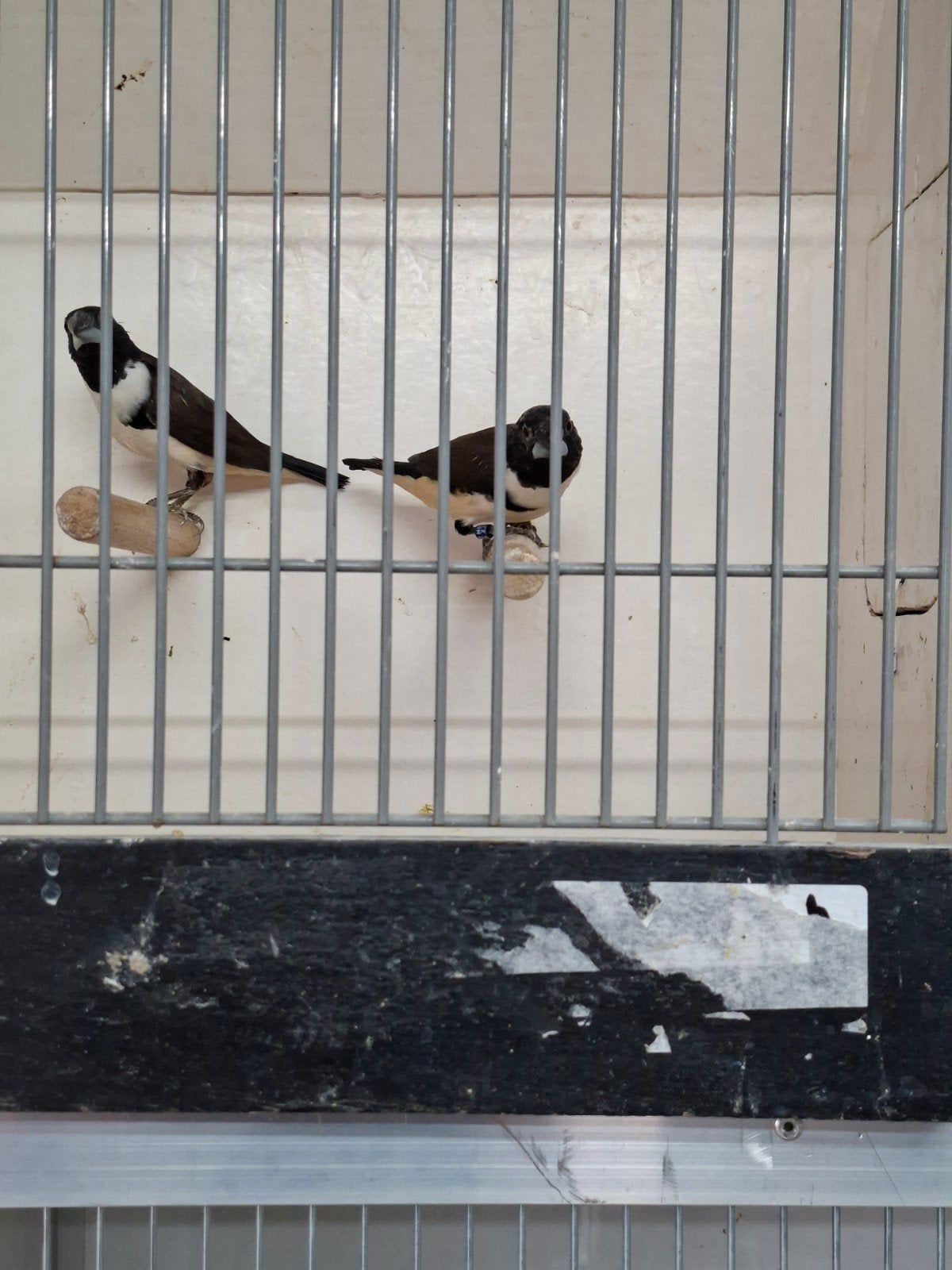Koppel reuze eksters, Dieren en Toebehoren, Meerdere dieren