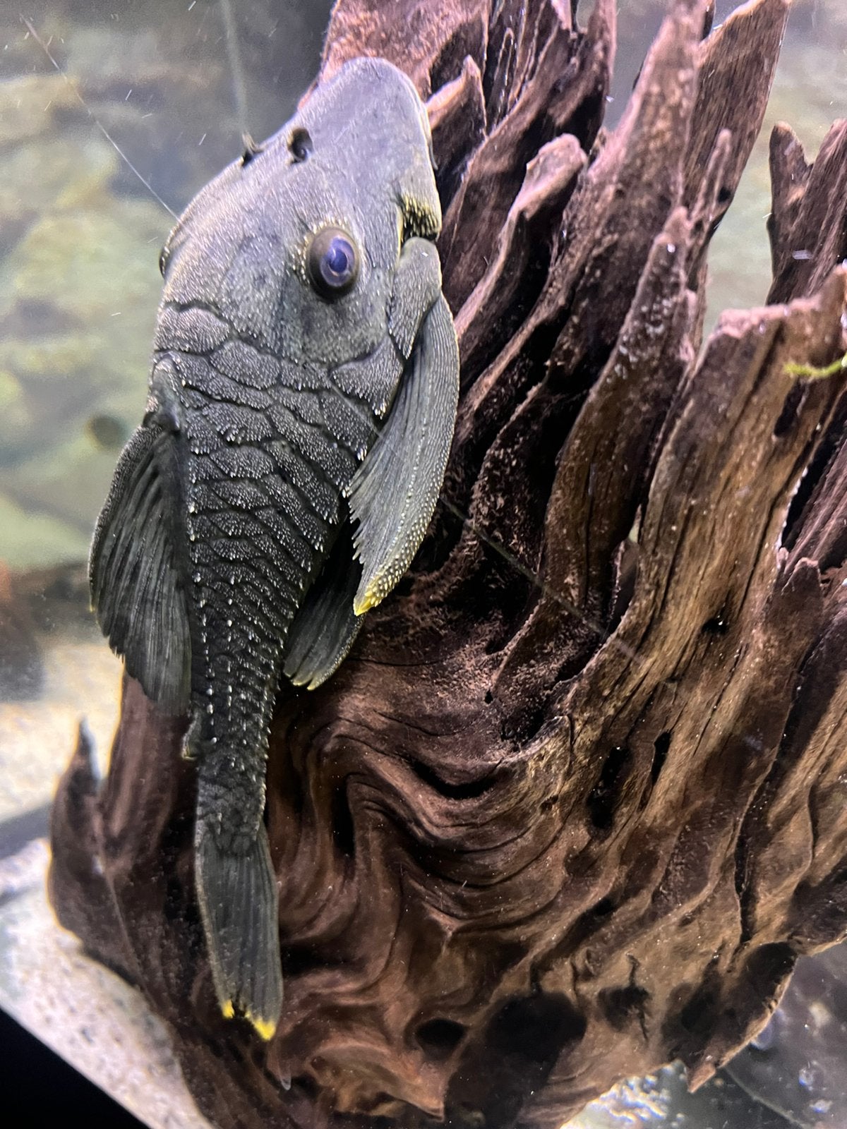 Panaque Titan green royal pleco l418, Dieren en Toebehoren
