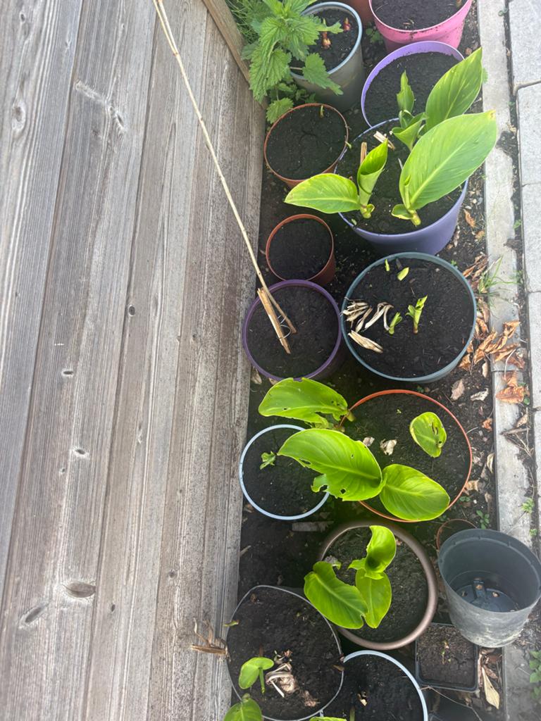 Canna lelie planten in potten, Volle zon, Vaste plant, Zomer, Ophalen