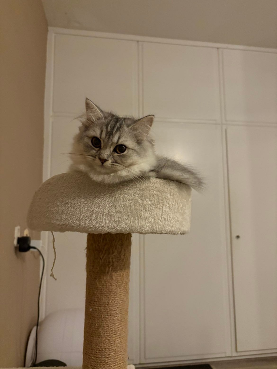 Britse langhaar, Poes, Kortharig, 0 tot 2 jaar