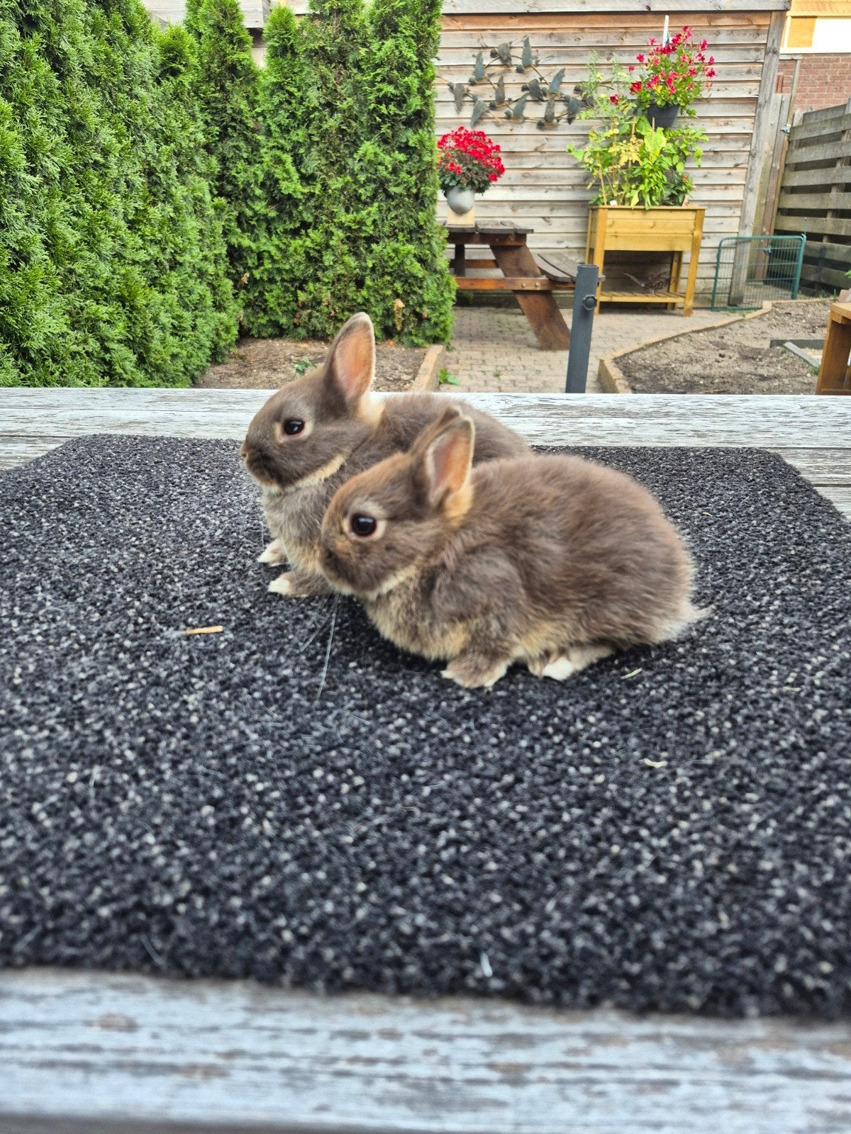 Mooie ,super lieve kleurdwerg konijntjes., Meerdere dieren, Dwerg