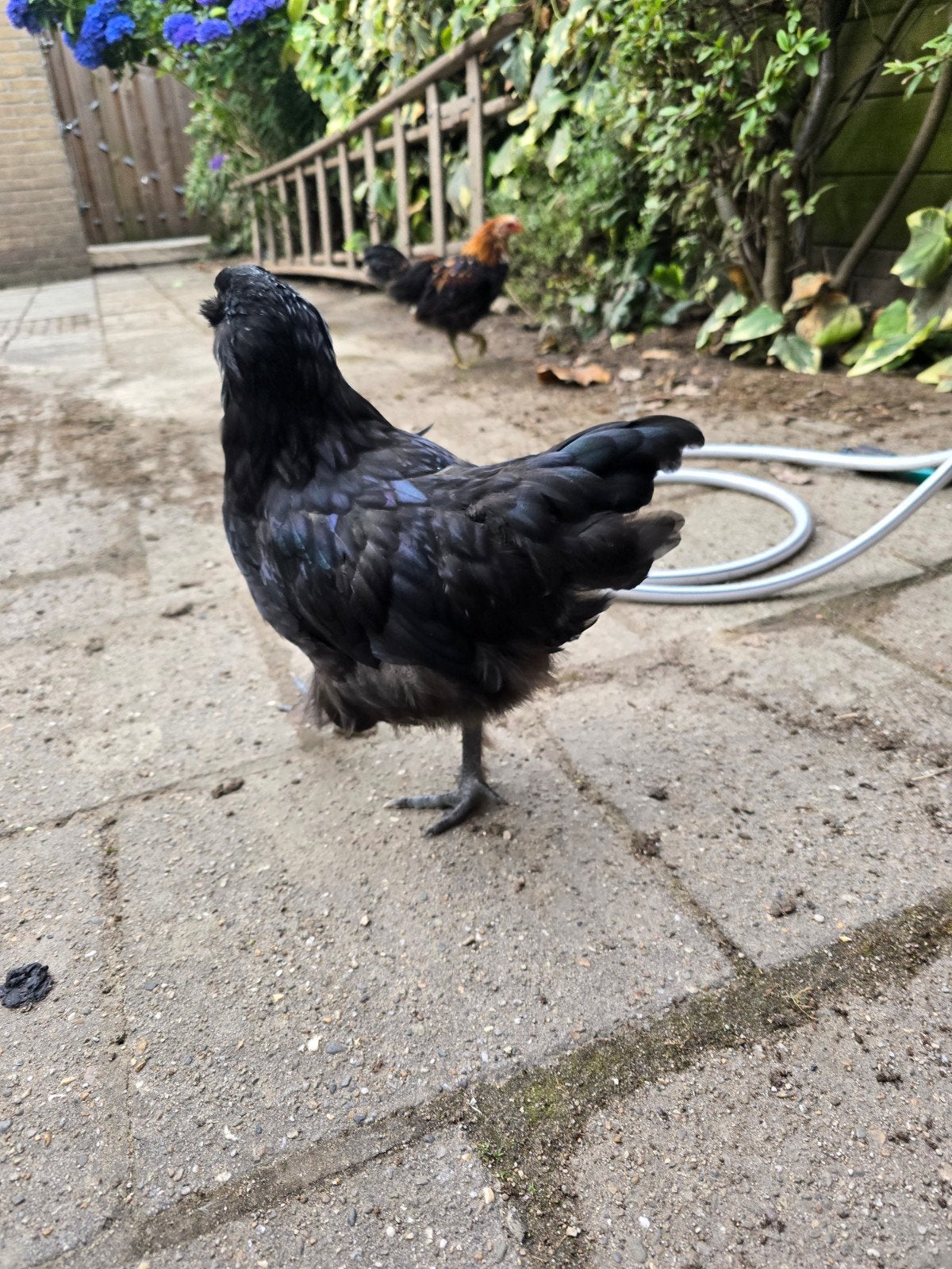 Tamme knappe jonge haan, Dieren en Toebehoren, Pluimvee, Mannelijk, Kip
