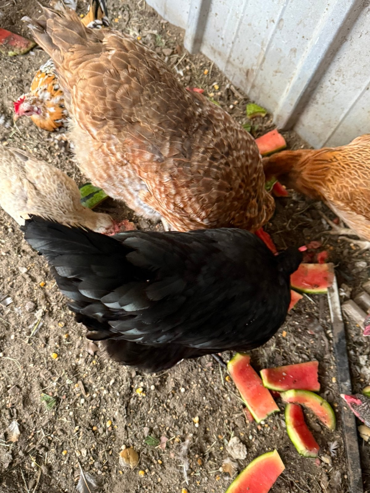 Mooie kippen te koop, Dieren en Toebehoren, Vrouwelijk, Kip