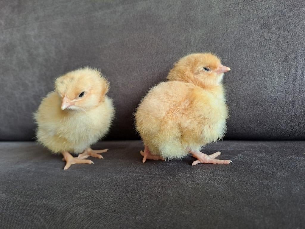 Kuikentjes orpington, Geslacht onbekend, Kip