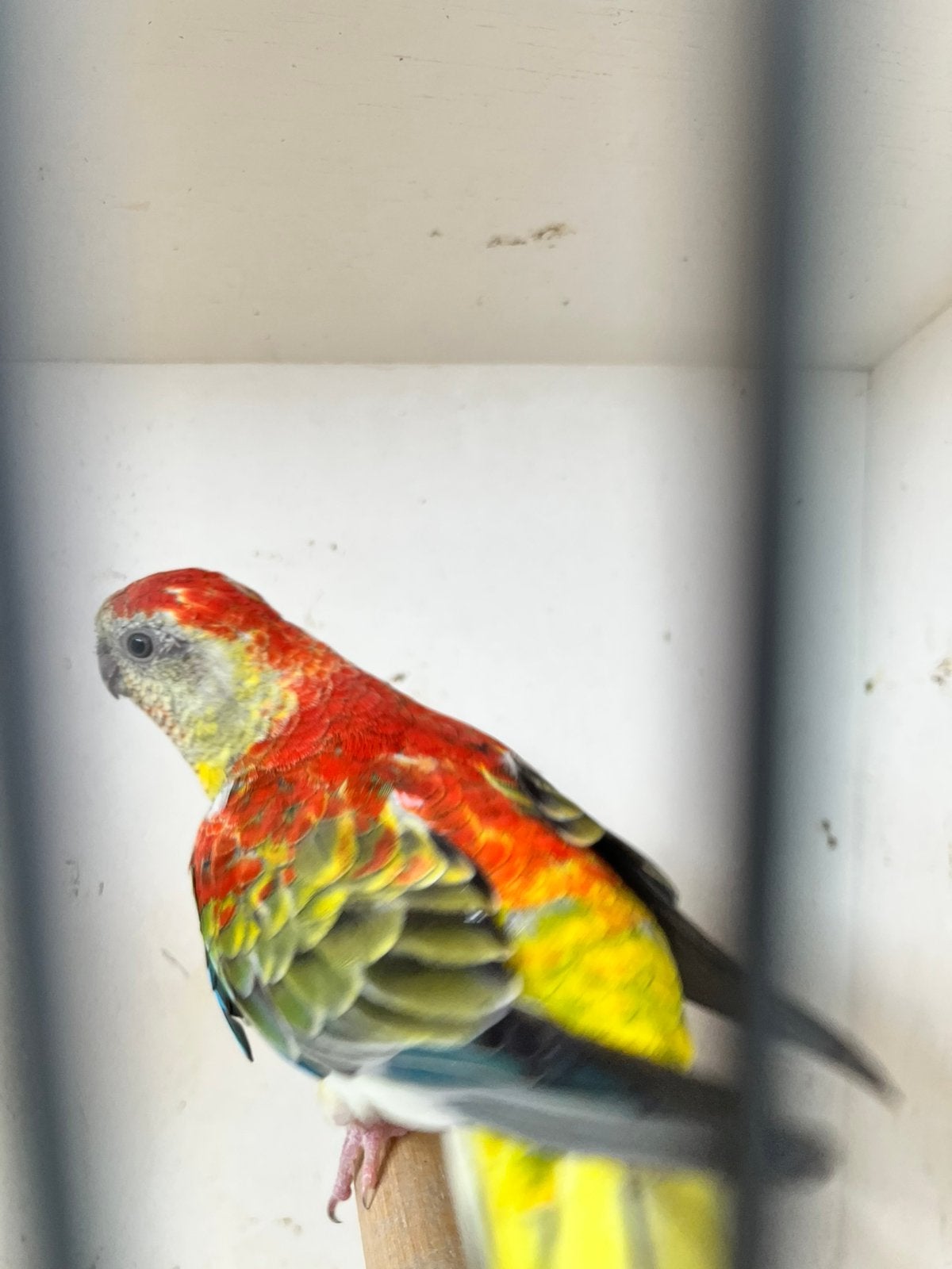 Te koop een rode opaline roodrug pop, Dieren en Toebehoren, Vogels | Parkieten en Papegaaien, Vrouwelijk, Parkiet, Geringd