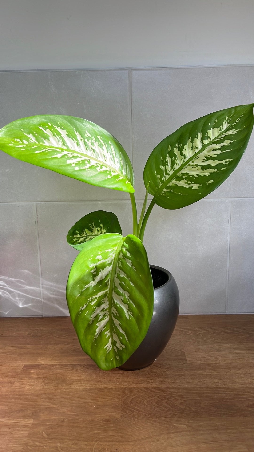 Kleine Dieffenbachia zonder pot, Ophalen, Halfschaduw, Minder dan 100 cm
