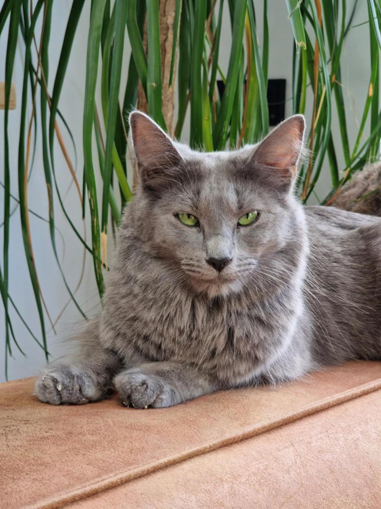 Dekkater Nebelung ( blauwe rus)