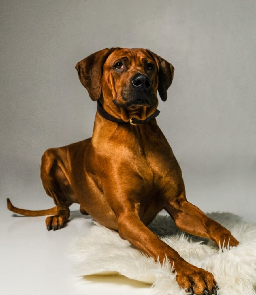 Prachtige Rhodesian Ridgeback dekreu beschikbaar, Dieren en Toebehoren, Honden | Dekreuen, Reu, Parvo, Eén hond, 3 tot 5 jaar